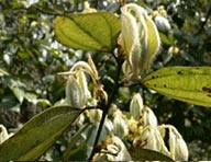 百花散主要成分之一:烏藥葉